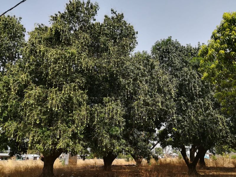 Togo Mangobume 238.jpg